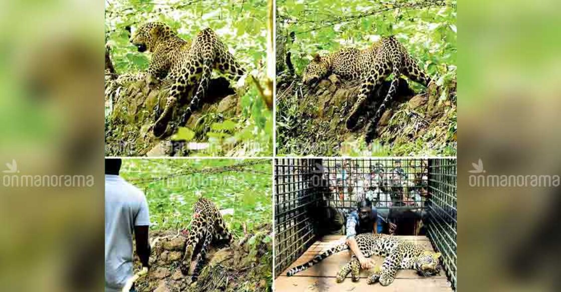 Trapped leopard dies after botched rescue bid