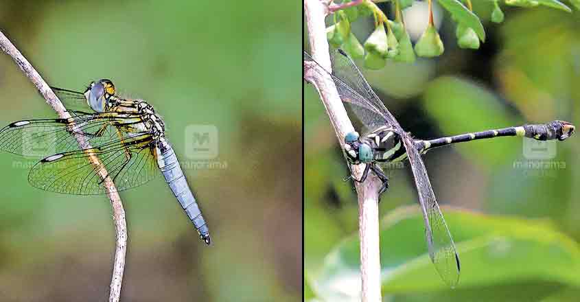 Survey finds 8 new species of dragonflies at Silent Valley Survey finds 8 new species of dragonflies at Silent Valley