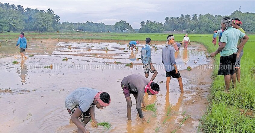 Farmers tense as both rains and workers are hard to come by | Palakkad ...