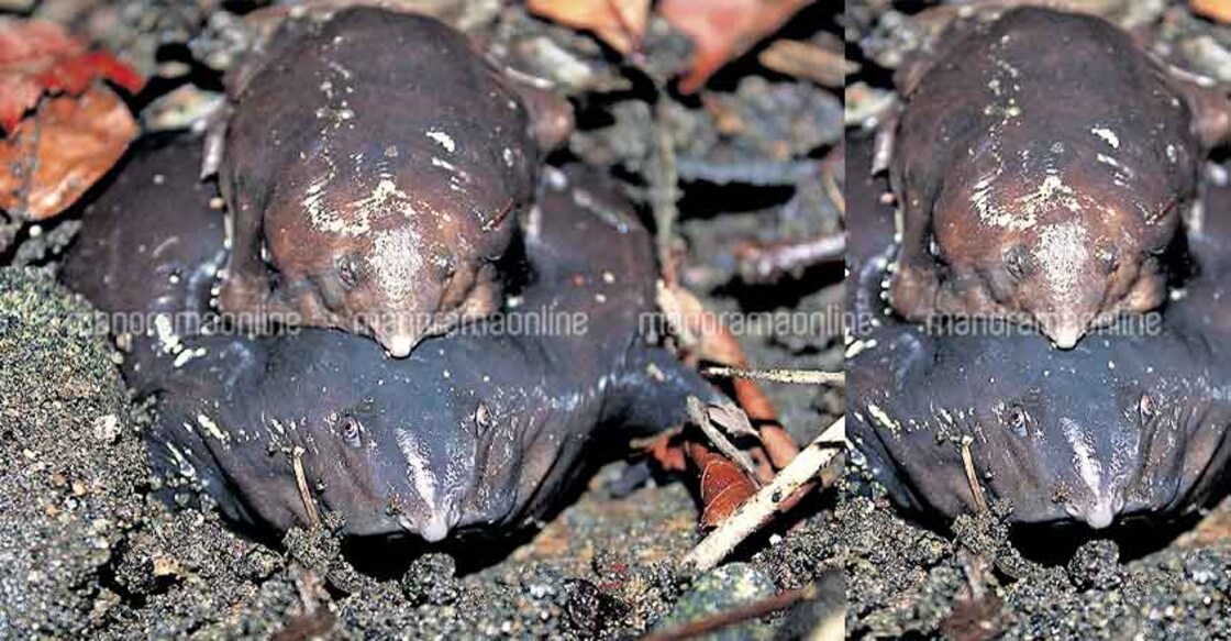 Kerala duo spots rare purple frog again