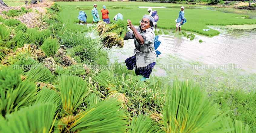 Palakkad paddy farmers bogged down by scanty rainfall Palakkad paddy farmers bogged down by scanty rainfall