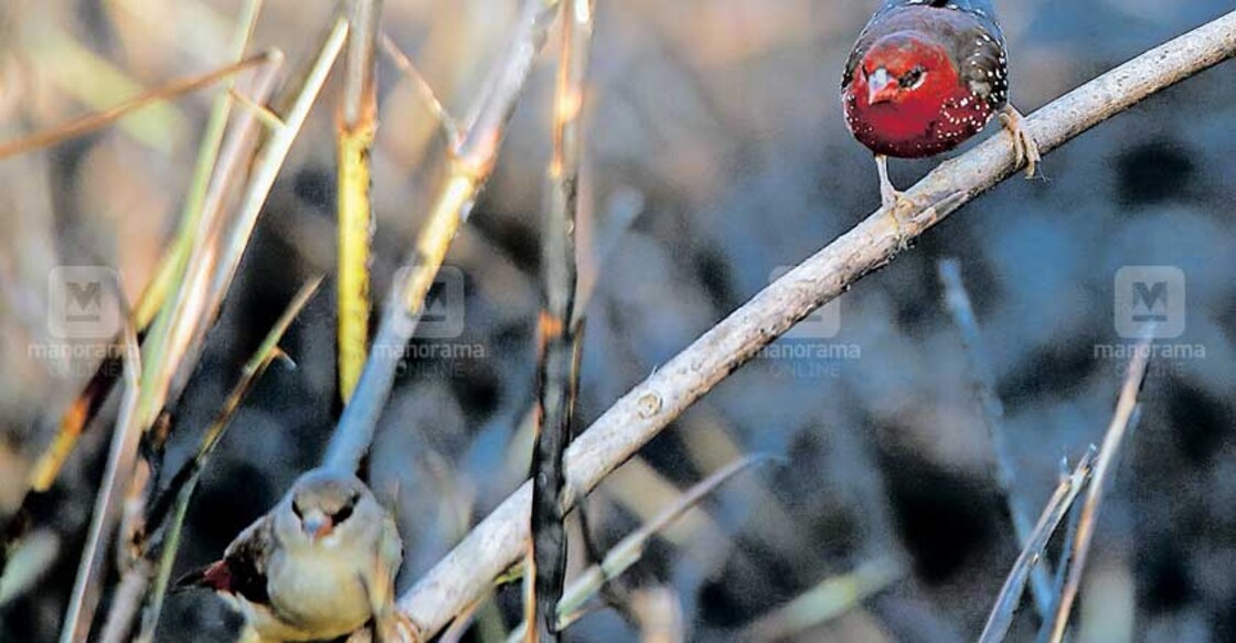 Rare Red Munia chicks burnt to death as miscreants set Bharathapuzha grasslands ablaze