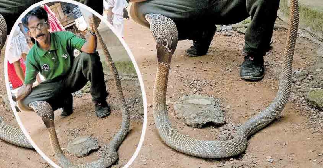 Snakes come out in the open in Pattambi as heat intensifies