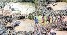 Forest Department rescues wild elephant calf from pond Forest Department rescues wild elephant calf from pond