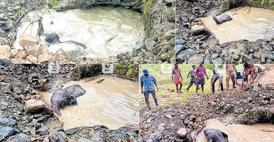 Forest Department rescues wild elephant calf from pond