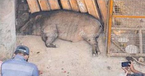 Wild boar on biting spree at Sannidhanam; police officer among 28 victims