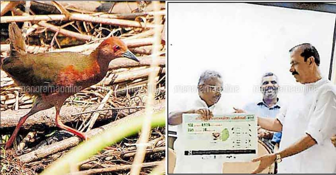 This rare bird is now Thiruvalla civic body's signature