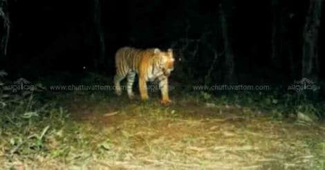 Konni village on edge over 'hoax' social media alerts about tiger 