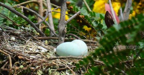 Forest dept tries to scare monkeys attacking nest, drives away birds instead