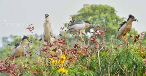 Forest dept tries to scare monkeys attacking nest, drives away birds instead