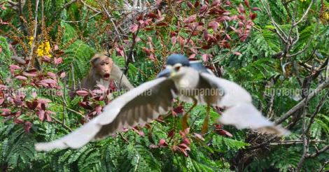 Forest dept tries to scare monkeys attacking nest, drives away birds instead