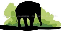 Another wild elephant dies of injuries in Kerala Another wild elephant dies of injuries in Kerala