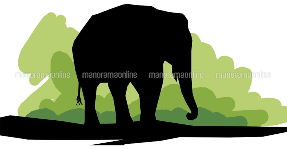 Tamil pilgrim dies in elephant attack on Sabarimala pathForest officials step in to Forest officials step in to stop taking elephant out at noonstop taking elephant out at noon
