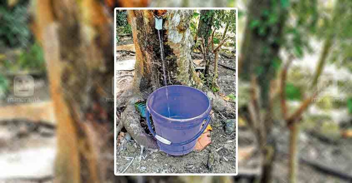 Fig tree turns crowd-puller