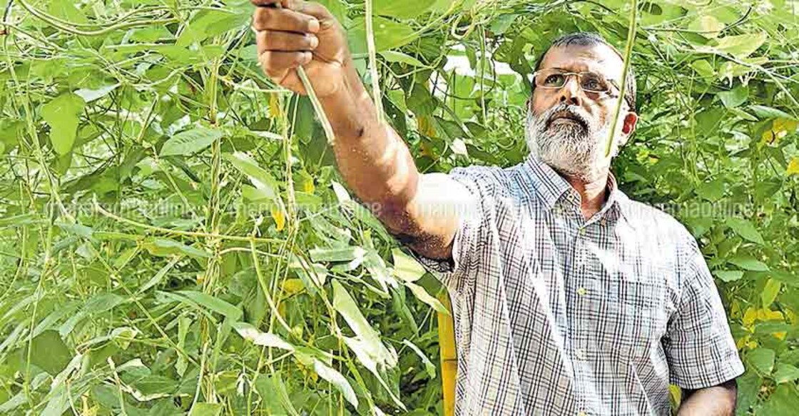 This priest reaps a bounty from backyard farm