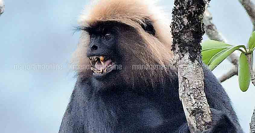 Nilgiri Langurs on the rise in the lush forests of Goodrikal 