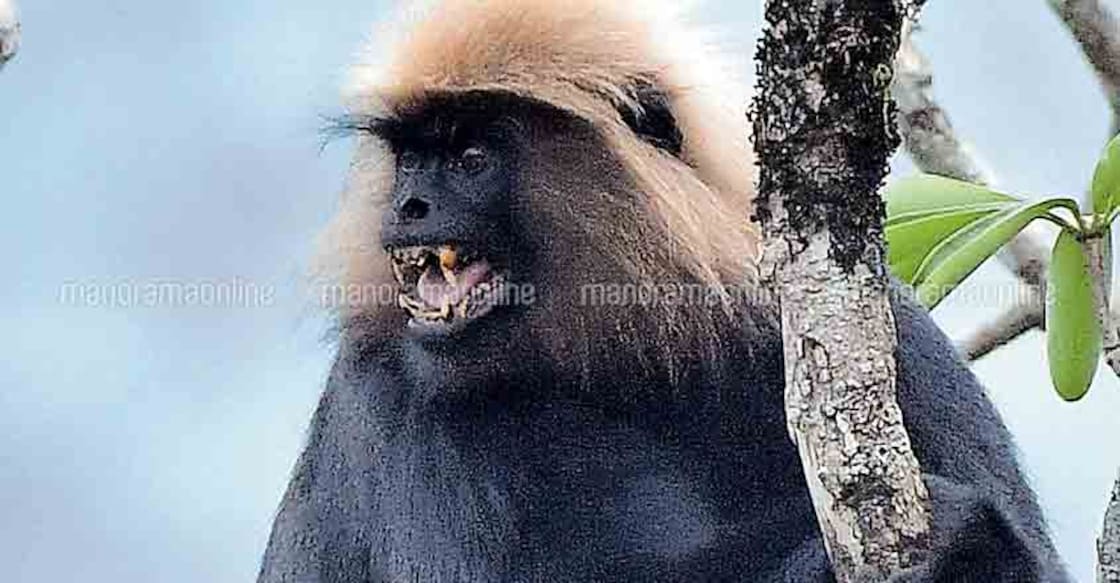 Nilgiri Langurs on the rise in the lush forests of Goodrikal Nilgiri Langurs on the rise in the lush forests of Goodrikal