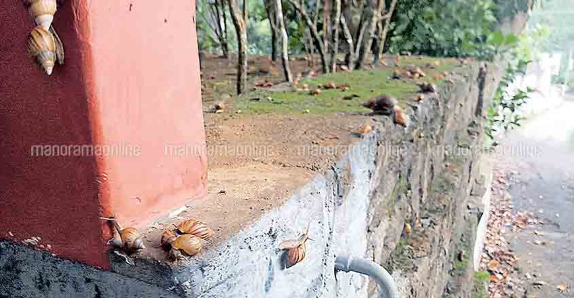Invasive African snails threaten Ranni village