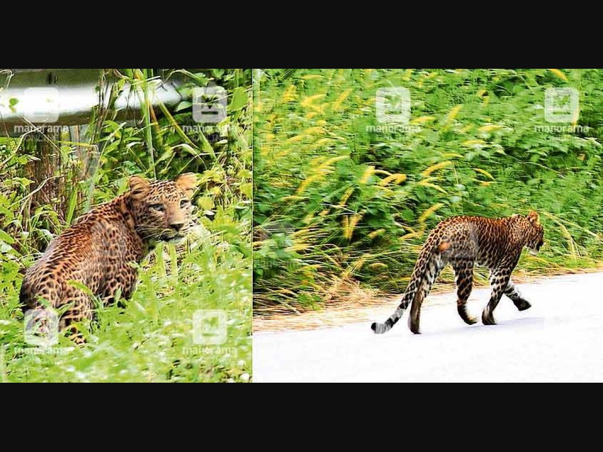 Leopard sighted on Sabarimala forest path | Manorama English