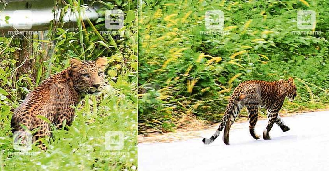 Leopard sighted on Sabarimala forest path