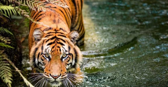 Parambikulam Tiger Reserve in Palakkad never fails to impress | Travel ...