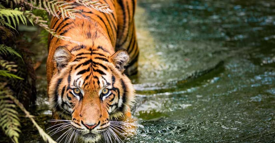 Diary of a tiger 3: Who’s the predator now?