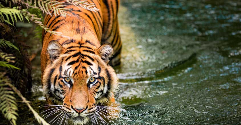 Diary of a tiger 3: Who’s the predator now?