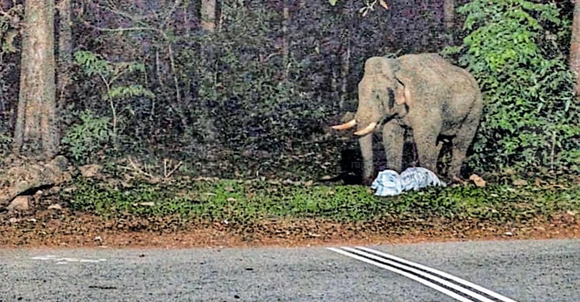 Plastic waste pile along Sabarimala route threatens wild animals Plastic waste pile along Sabarimala route threatens wild animals
