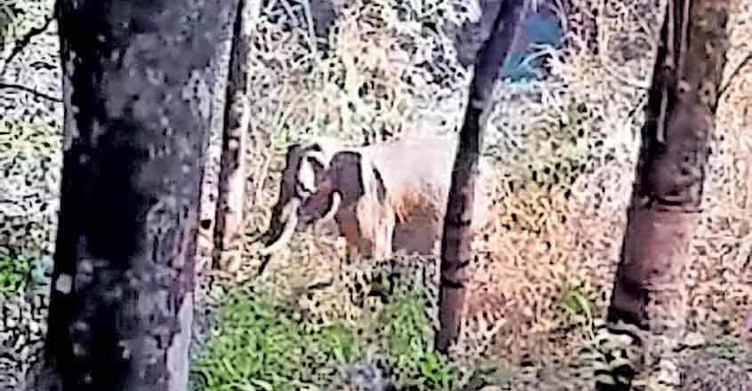 Wild tusker kills forest watcher in Pathanamthitta Wild tusker kills forest watcher in Pathanamthitta