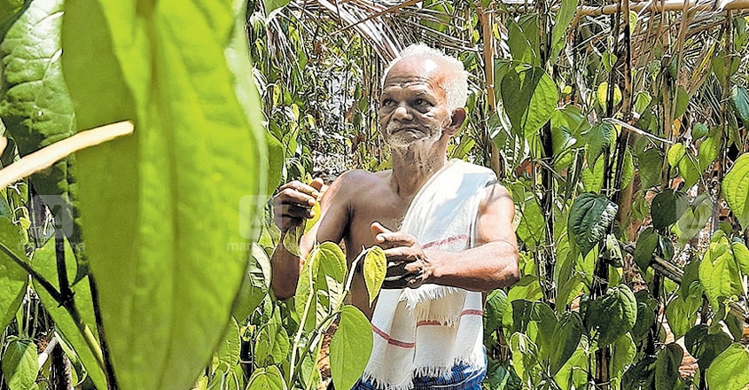 When cancer bowed before the grit of this 73-year-old farmer When cancer bowed before the grit of this 73-year-old farmer