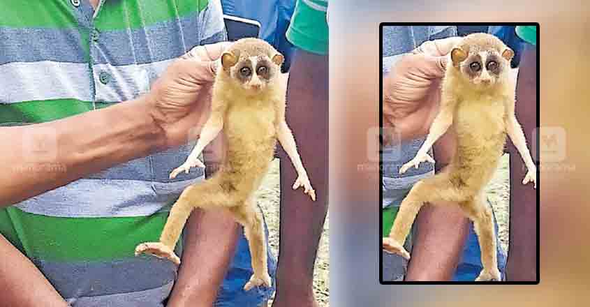 Slender loris gets trapped in house, rescued by forest personnel Slender loris gets trapped in house, rescued by forest personnel