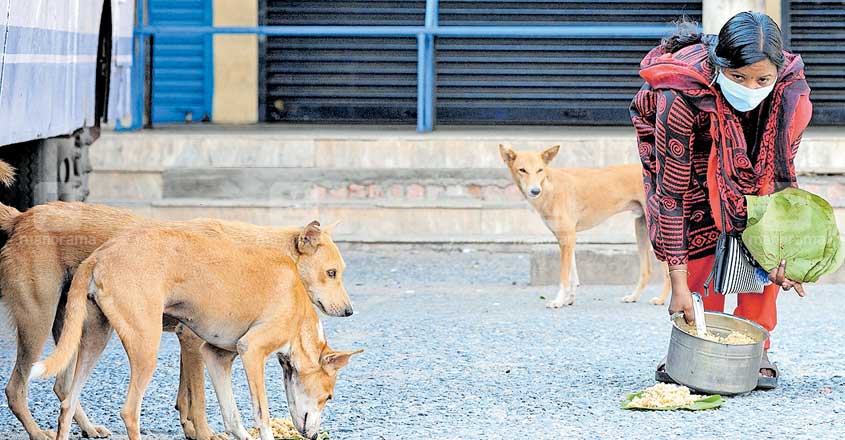 Woman bus conductor feeds stray dogs, birds during lockdown Woman bus conductor feeds stray dogs, birds during lockdown