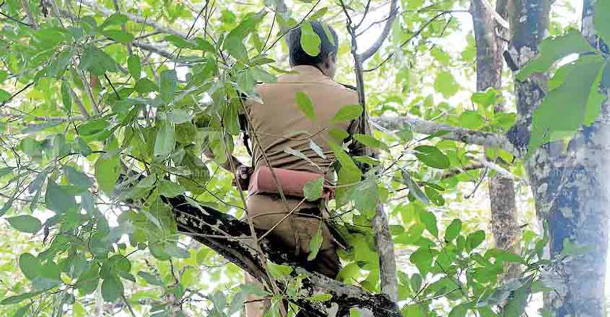 Forest personnel intensify efforts to capture tiger at Vadasserikkara Forest personnel intensify efforts to capture tiger at Vadasserikkara
