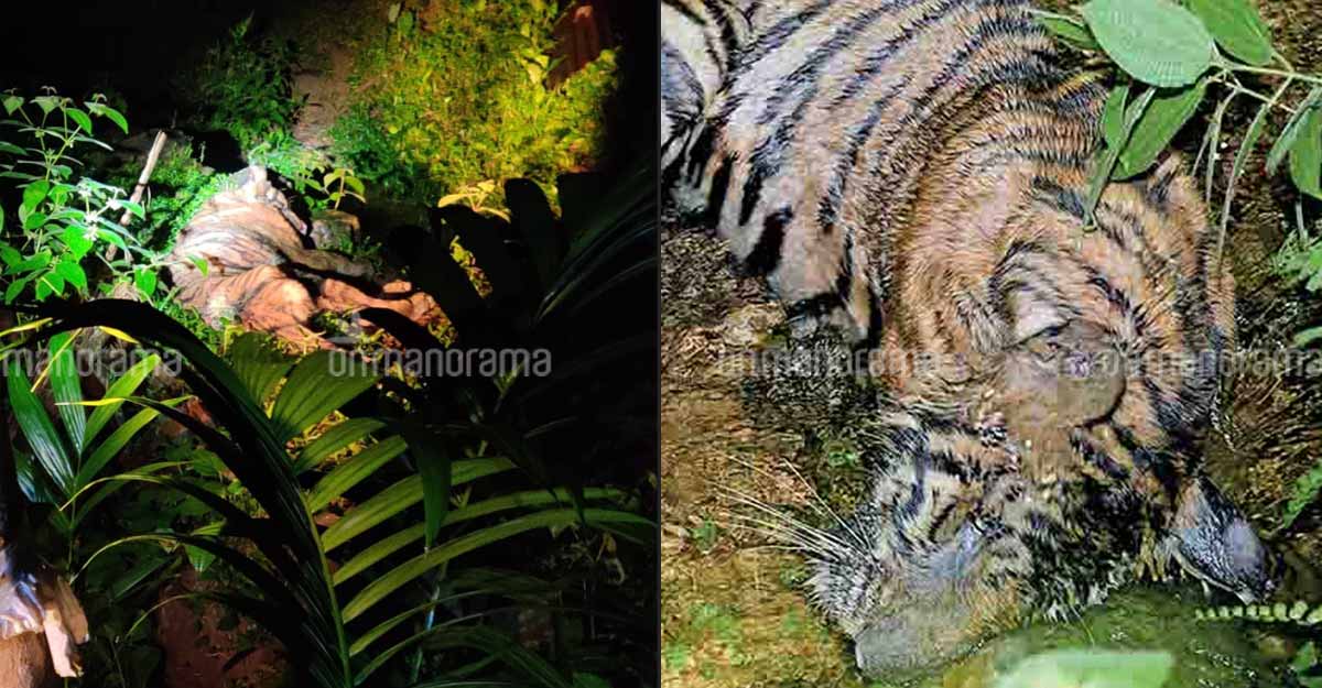 Tiger dies in Kerala forest, days after killing Idukki native Tiger dies in Kerala forest, days after killing Idukki native