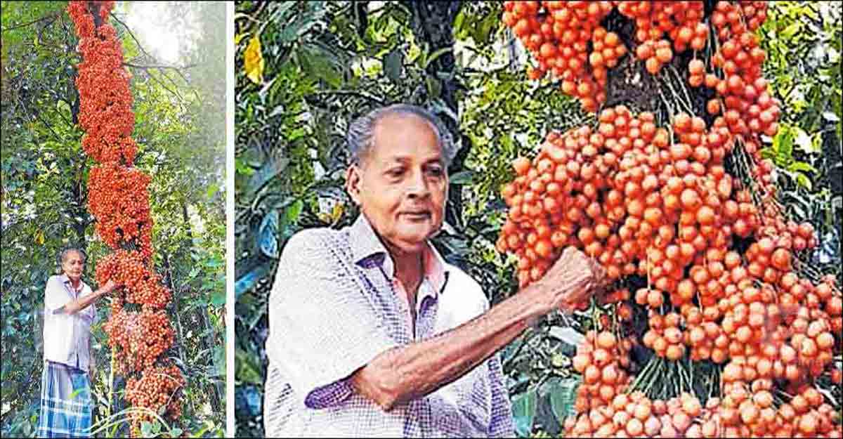 Wild fruit grows aplenty on ex-serviceman's farm Wild fruit grows aplenty on ex-serviceman's farm