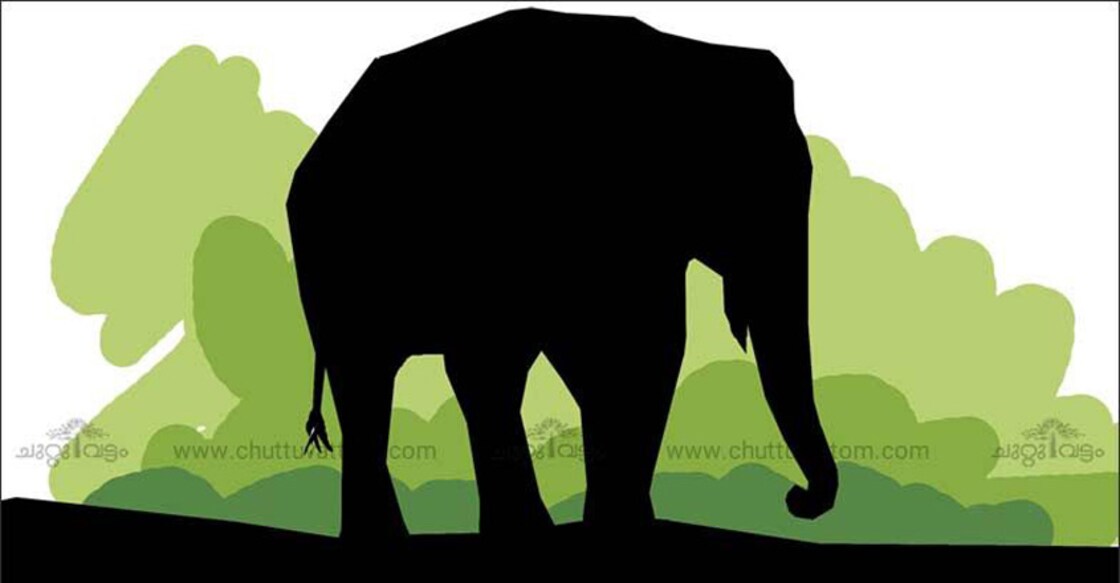 Woman, waiting for bus, killed in elephant attack