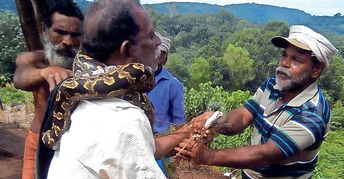 Man narrowly escapes grip of 10-feet long python