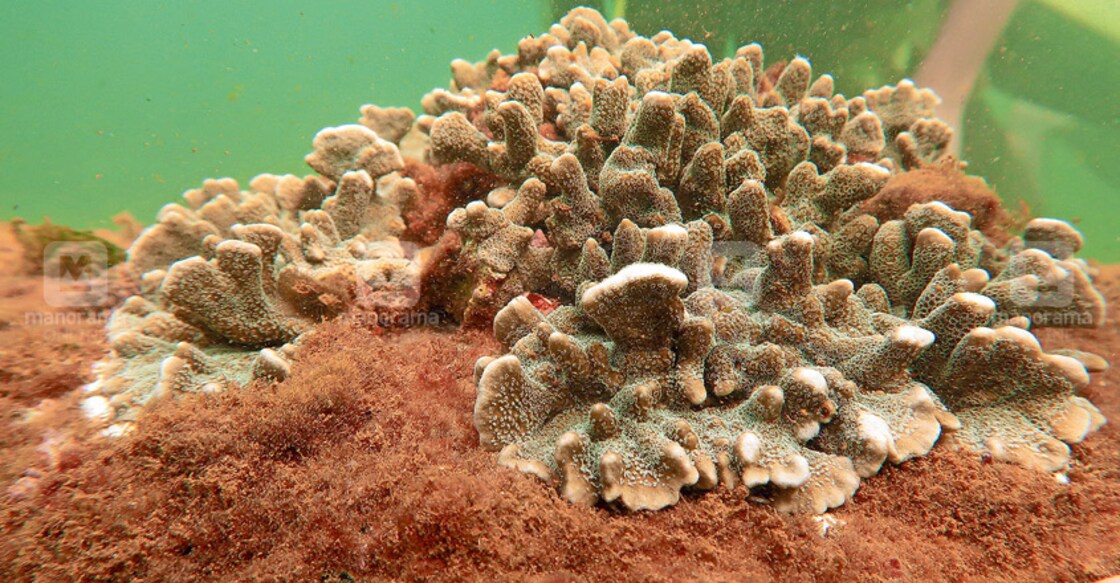 Coral colonies found off T’puram coast 