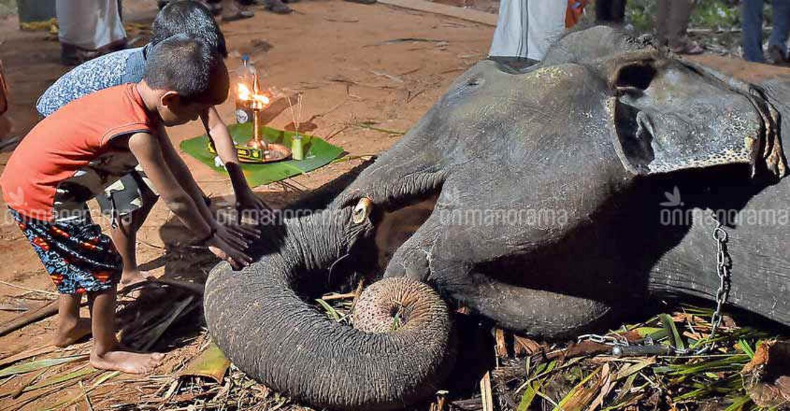 Dakshayani, Asia's oldest captive elephant, dead Dakshayani, Asia's oldest captive elephant, dead