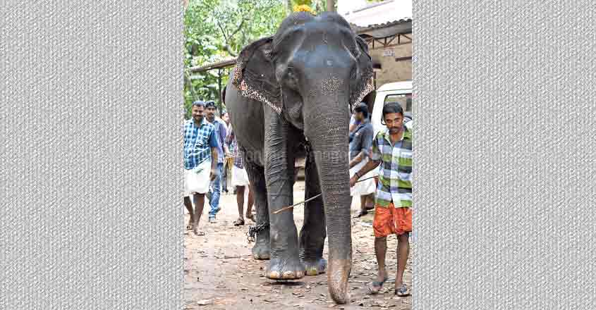 Dakshayani, Asia's oldest captive elephant, dead Dakshayani, Asia's oldest captive elephant, dead