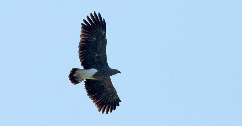Lesser Fish Eagle Lesser Fish Eagle