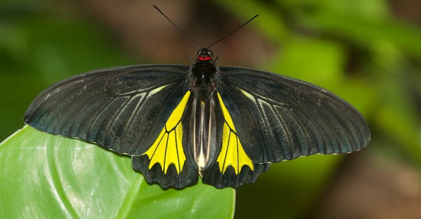 Southern Birdwing Southern Birdwing
