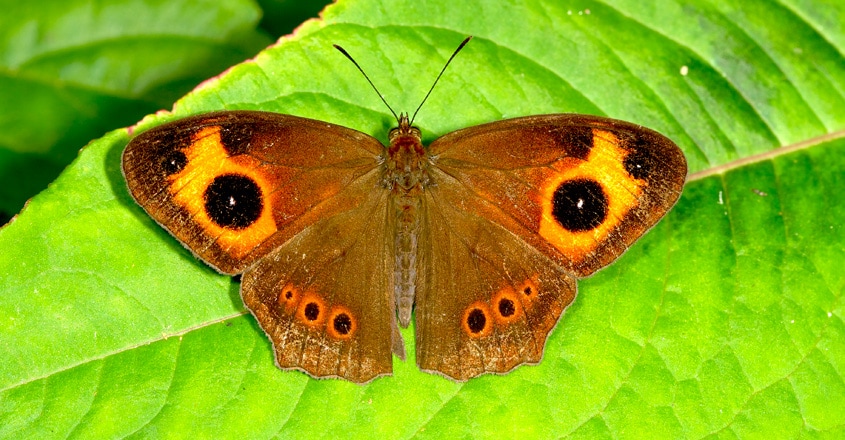Red Disc Bushbrown Red Disc Bushbrown