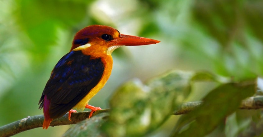 Oriental Dwarf Kingfisher Oriental Dwarf Kingfisher