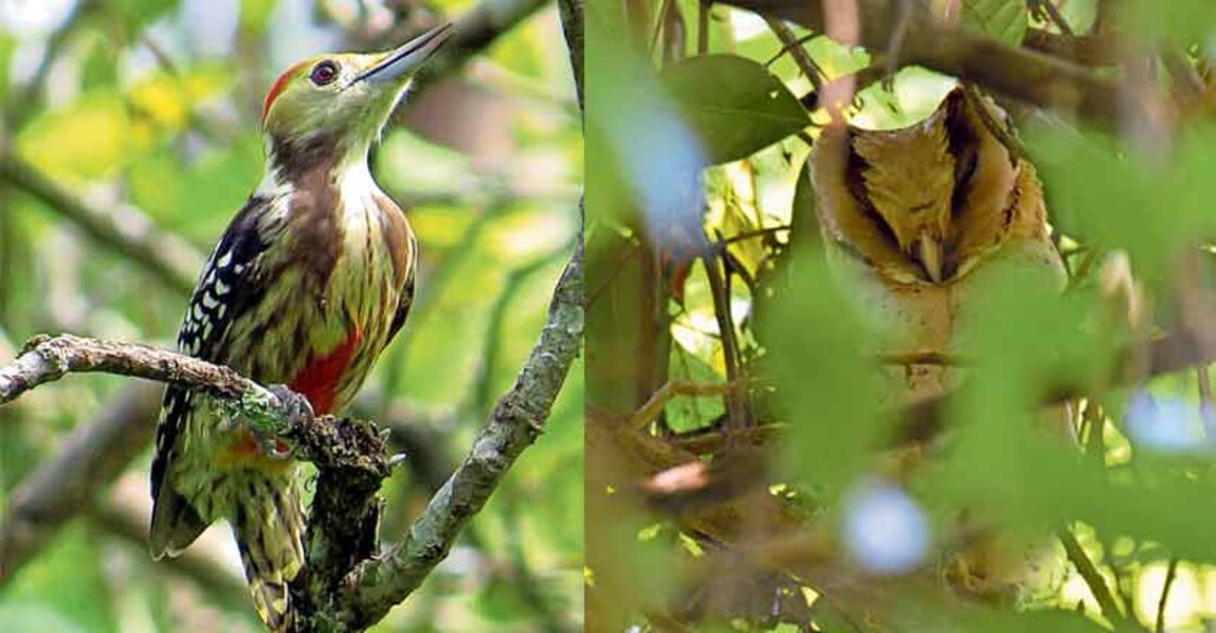 Survey finds 187 species of butterflies, 171 birds at Shendurney Sanctuary