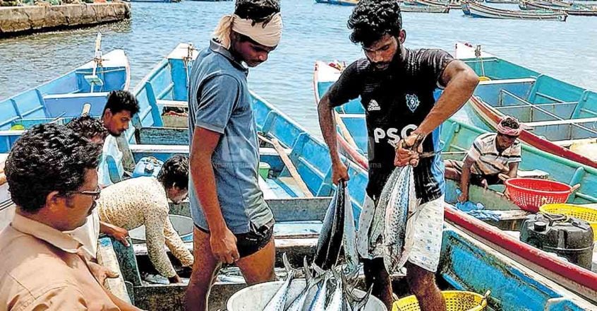 A good catch: Vizhinjam fishermen nets 10,000kg seer fish A good catch: Vizhinjam fishermen nets 10,000kg seer fish