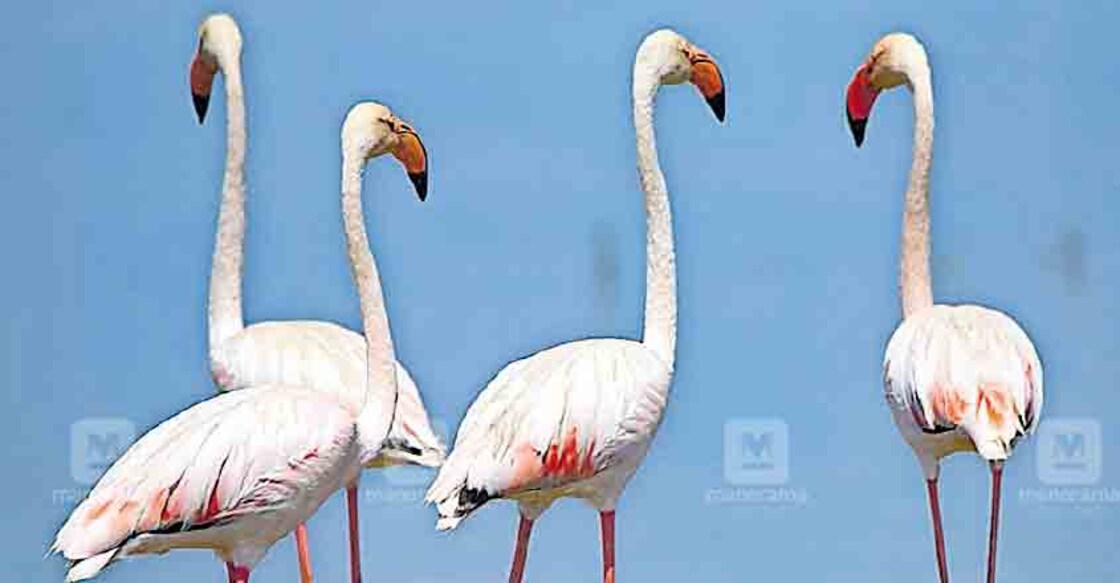 Greater flamingos flock to Thrissur wetlands