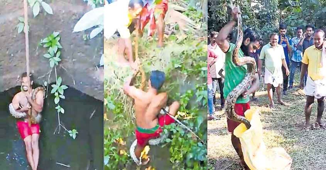Video of forest watcher saving python from well goes viral Video of forest watcher saving python from well goes viral