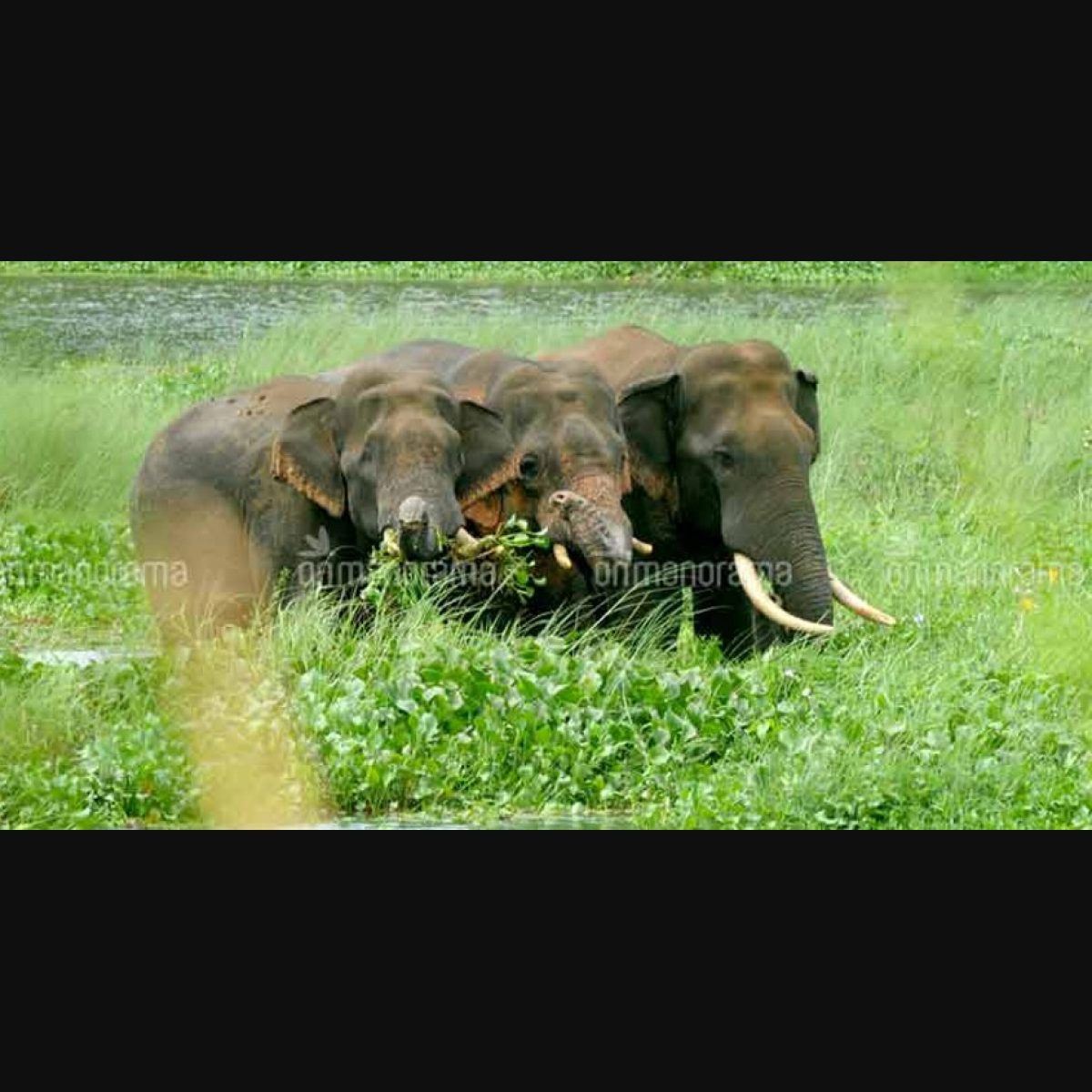 Elephant raids uproot a remote Kerala village | Kasaragod News | Manorama  English