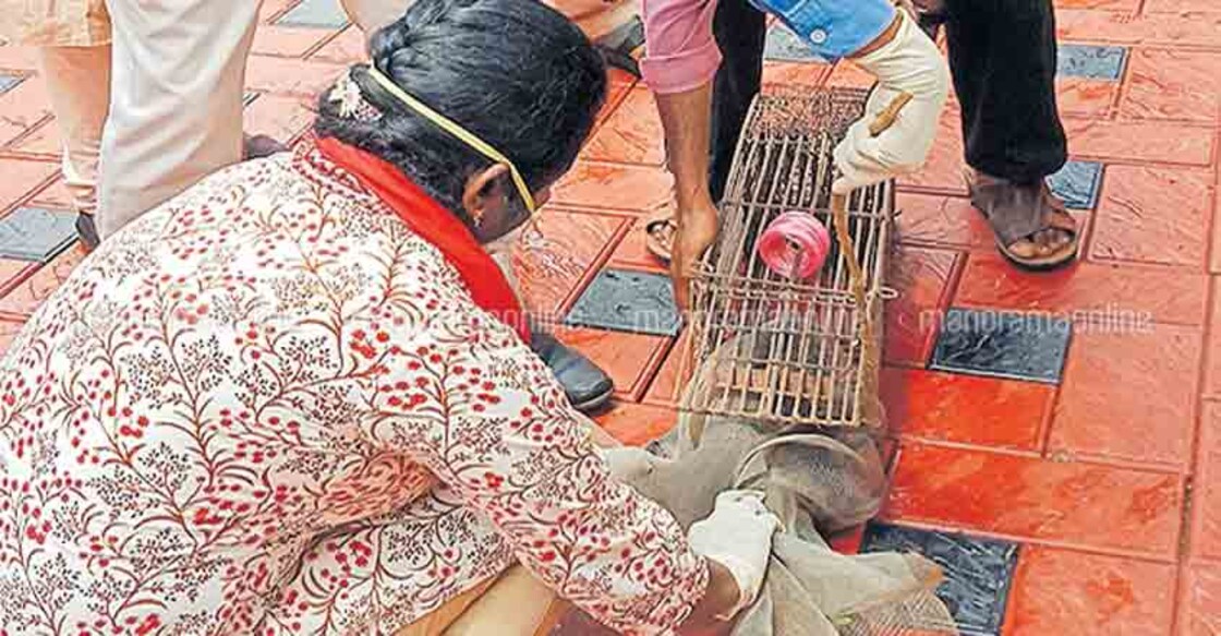 Thrissur village panics after palm civets die of viral infection